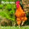 Roosters | 2026 12 x 24 Inch (Hanging) Monthly Square Wall Calendar | Plastic-Free